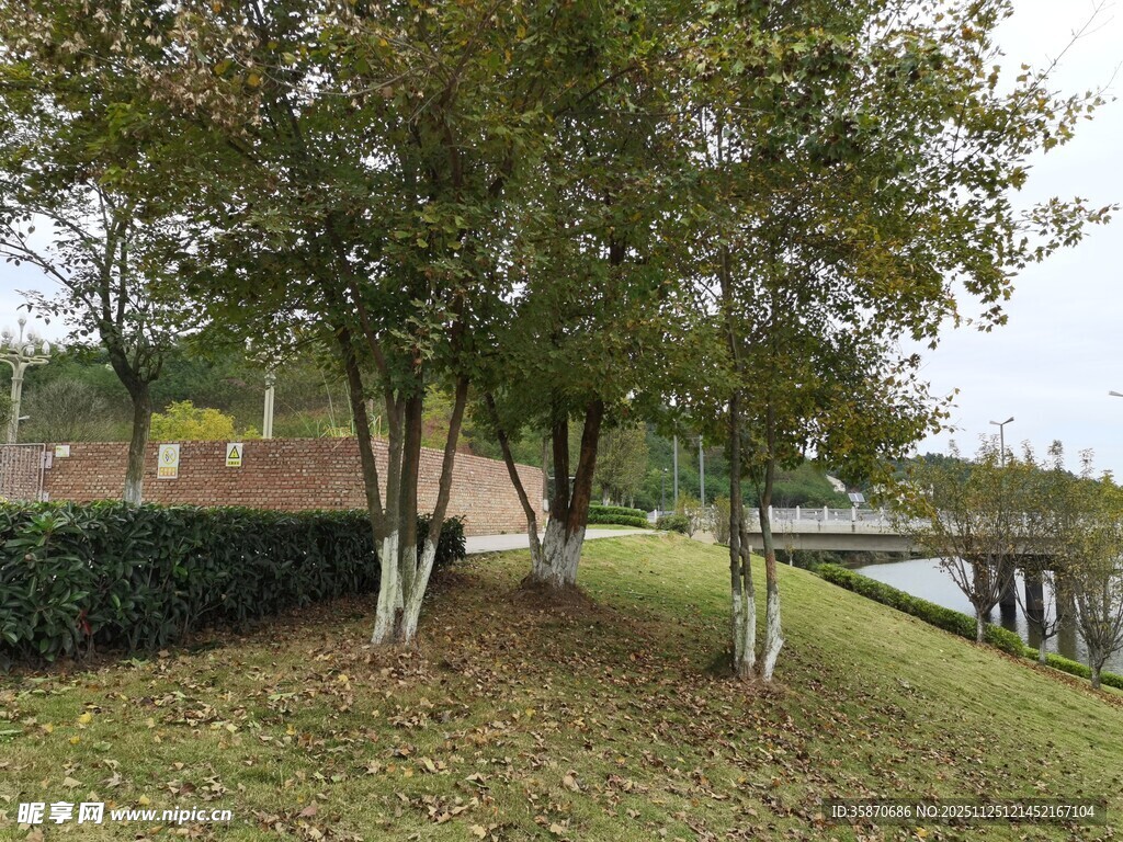 湖畔绿树成荫的宁静景致