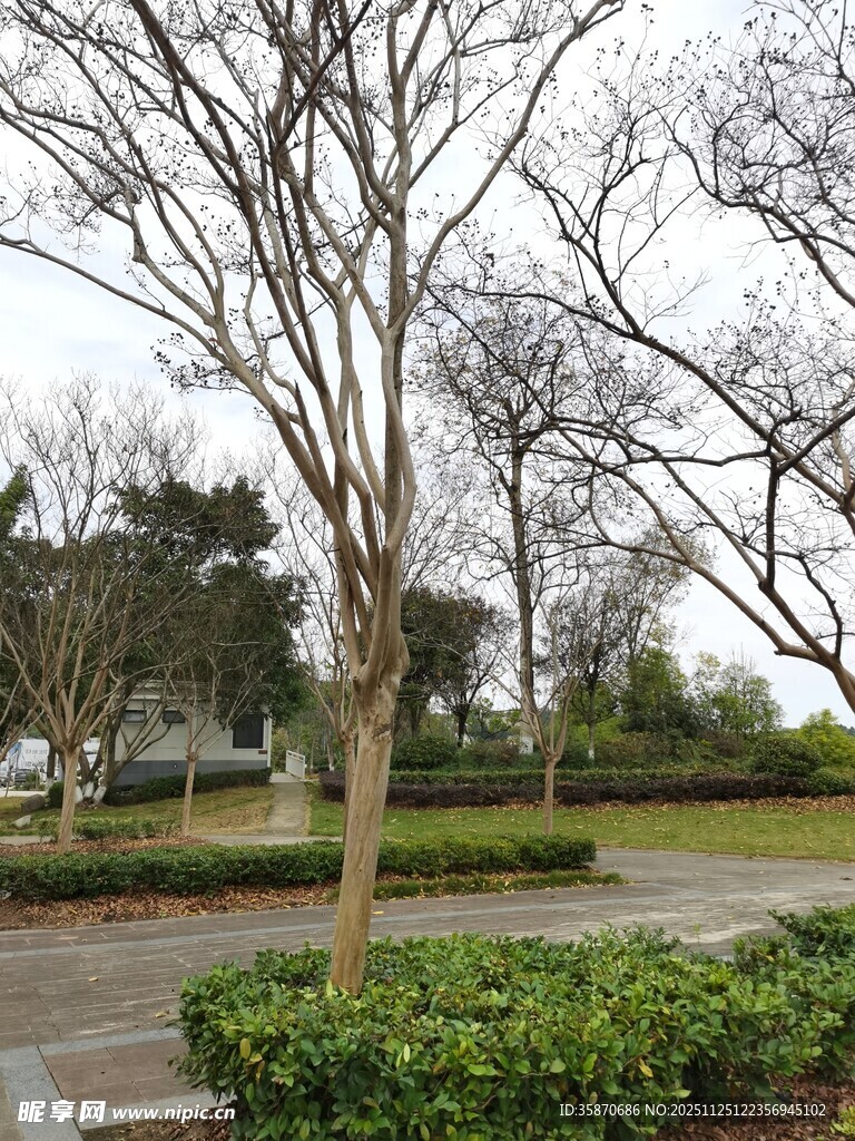 公园冬日树木景观