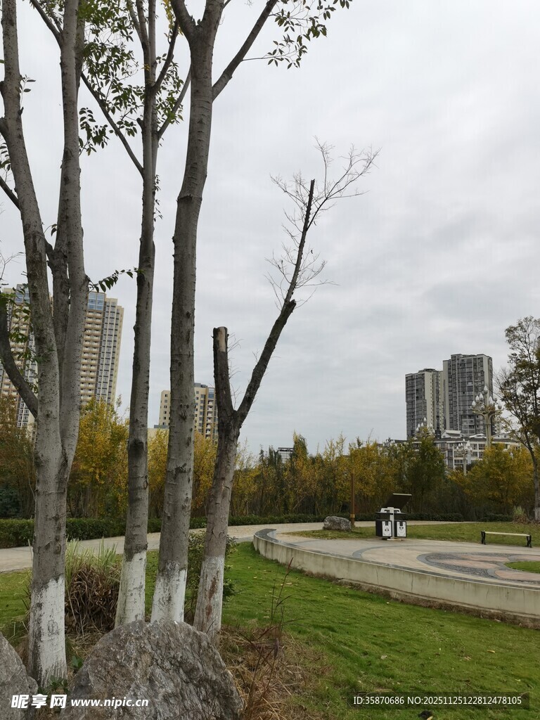 城市公园中的树木景观