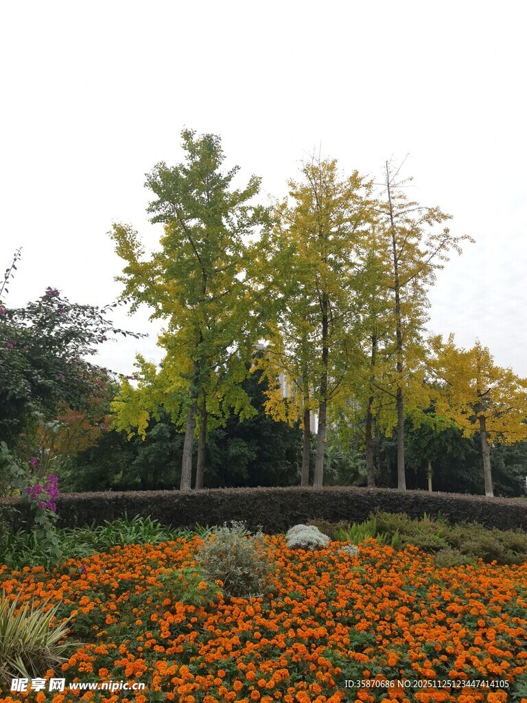 秋日绚烂花海与树木