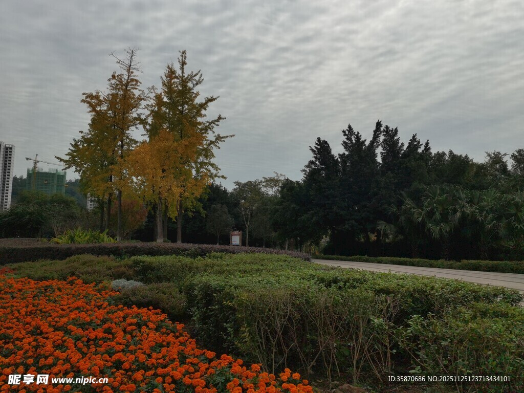 秋日花卉与树木美景