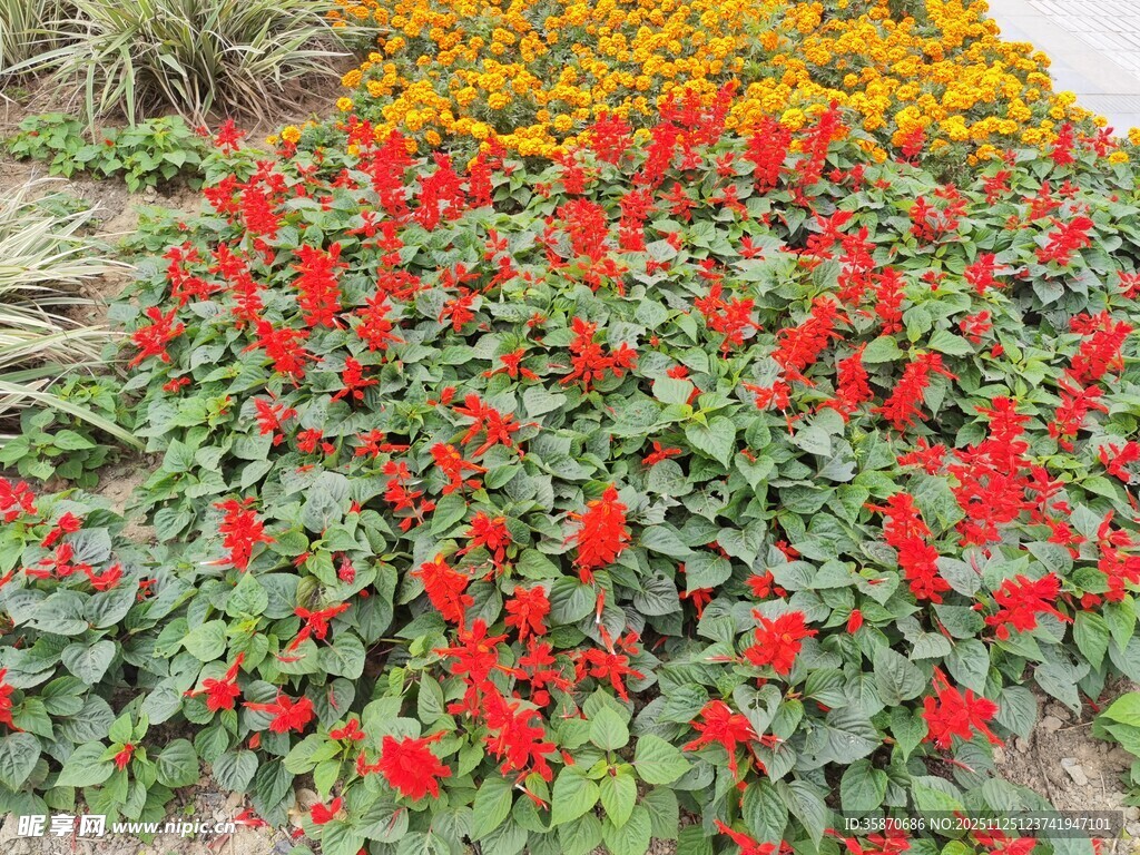 多彩花卉装点美丽景致