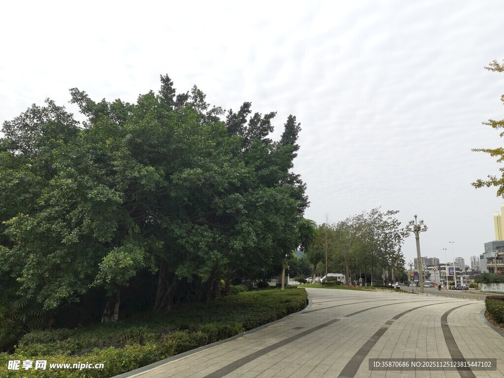 城市中的林荫道路景观