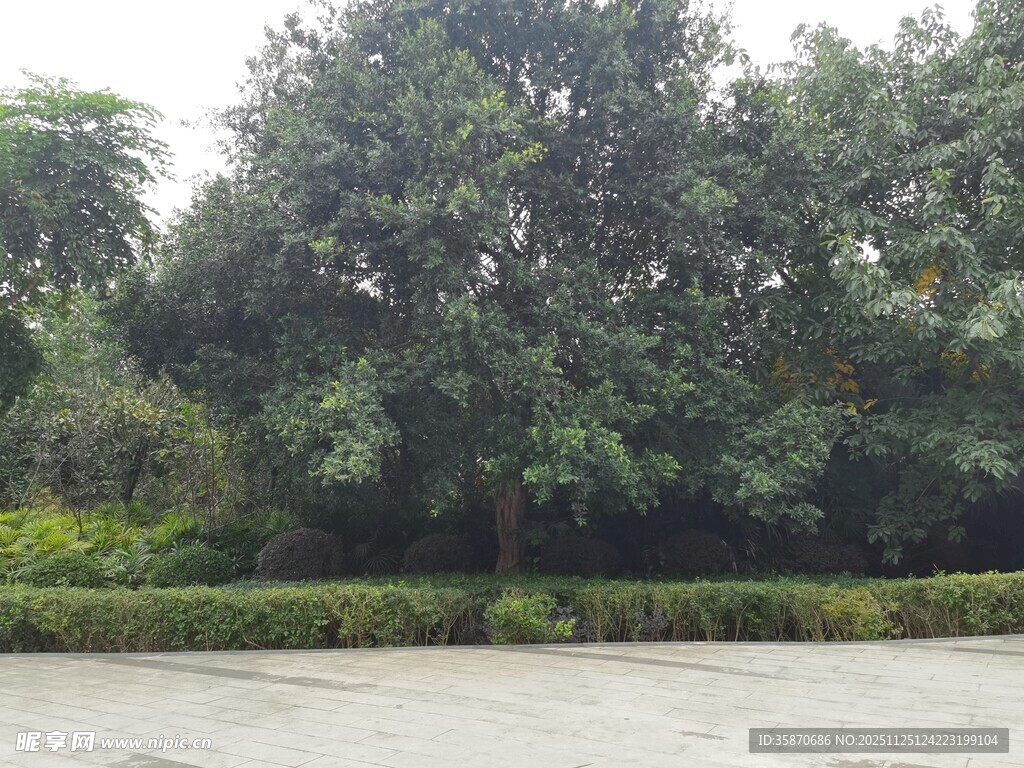 户外绿树环绕的开阔场地
