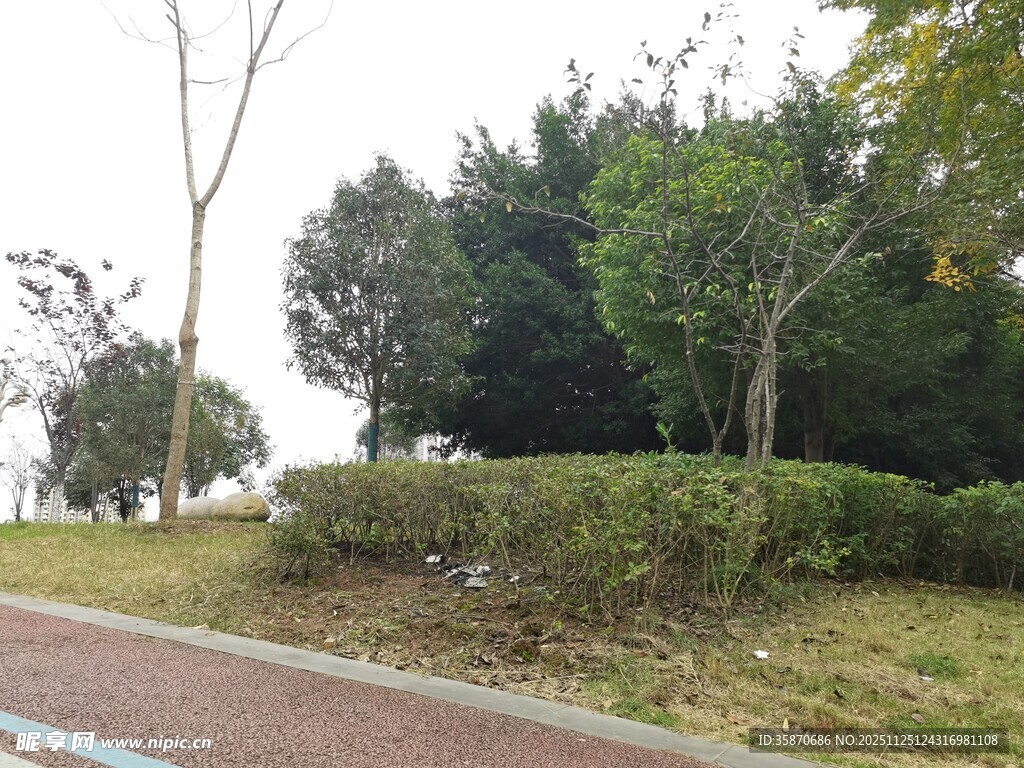 公园中的林荫小道与绿植