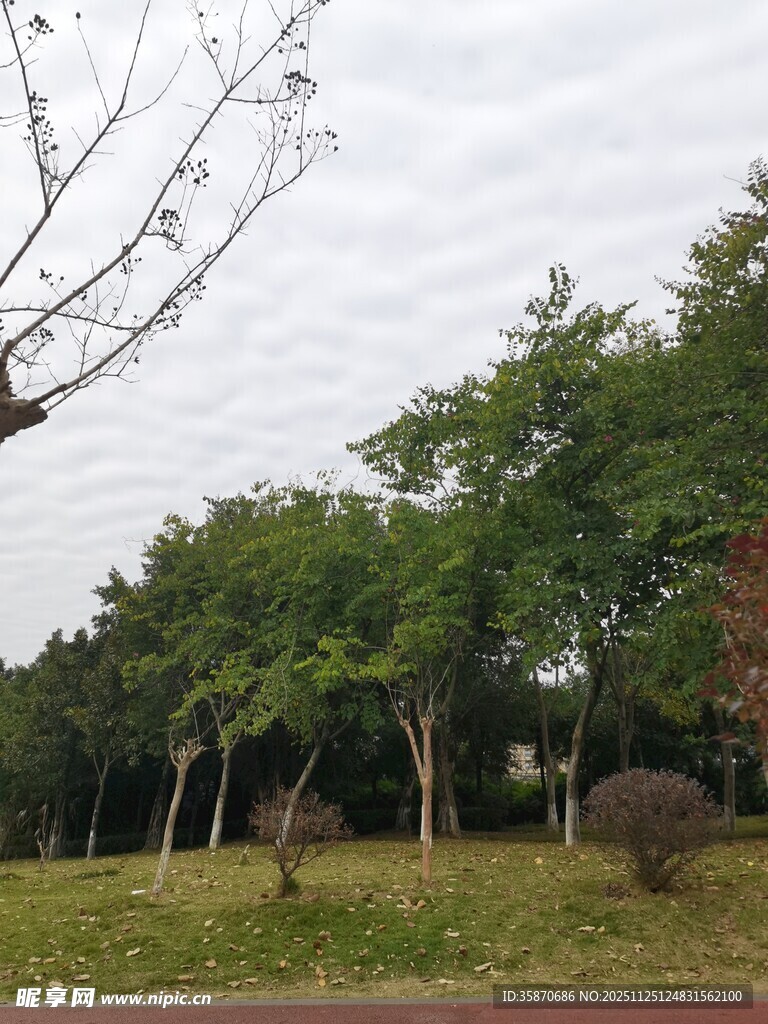 户外绿树成荫的自然景致