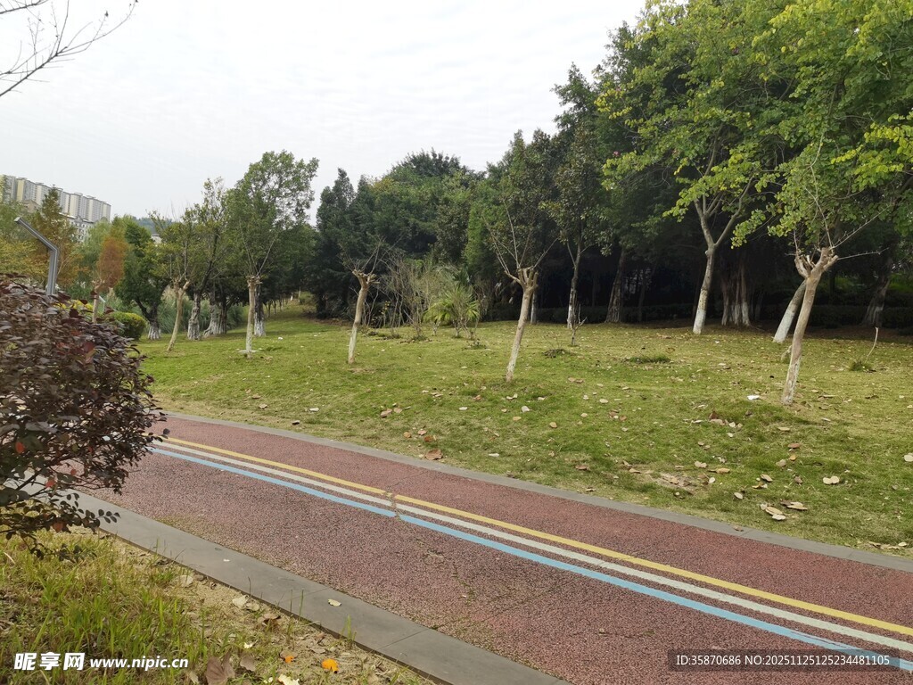 林间彩色步道风景