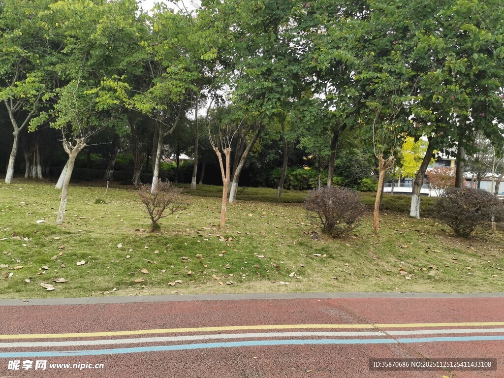 路边绿树成荫的景致