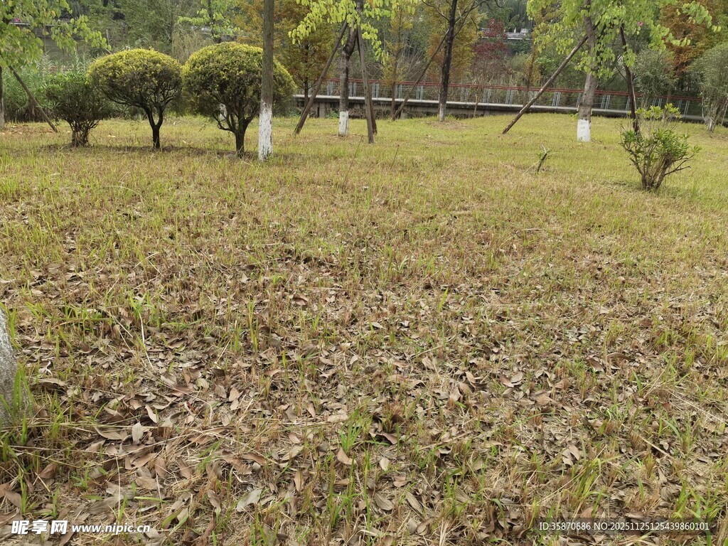 户外草地树木自然景象