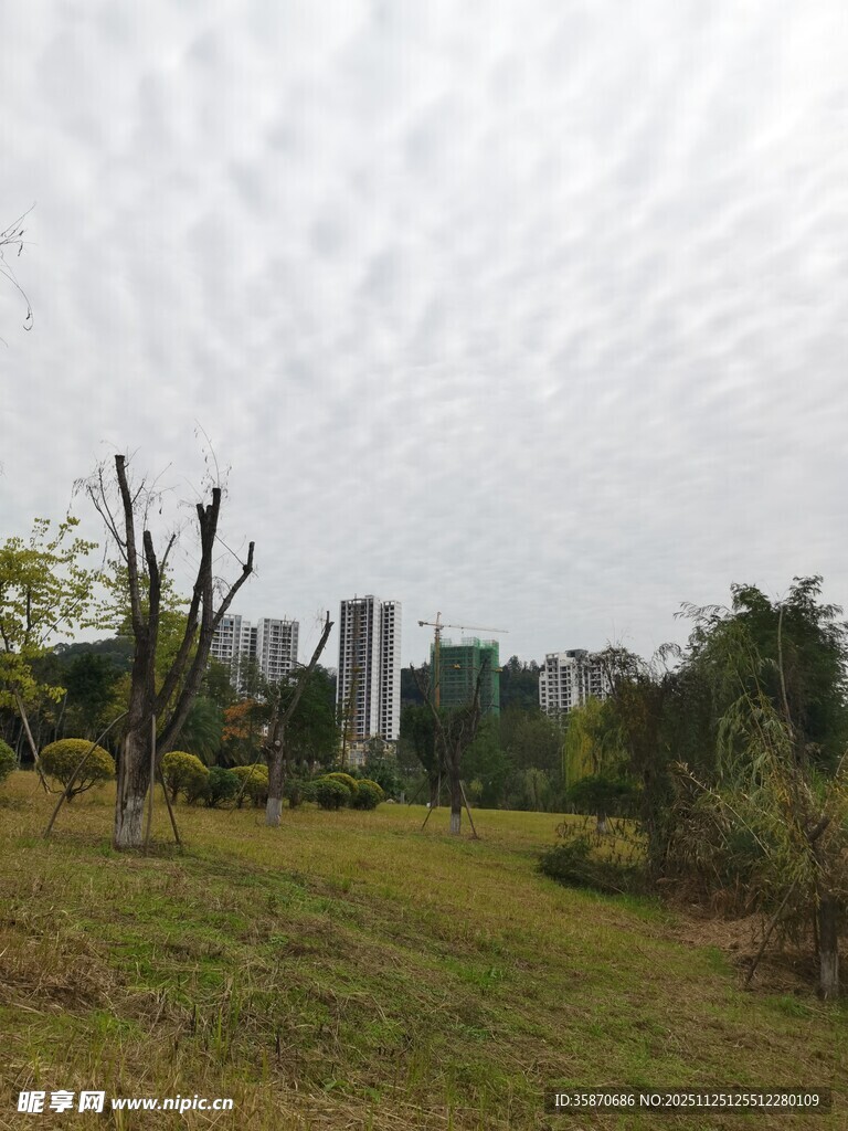 城郊草地与远处高楼景观