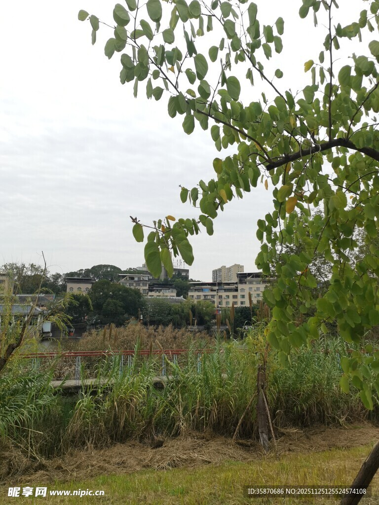 户外自然风景绿植景观