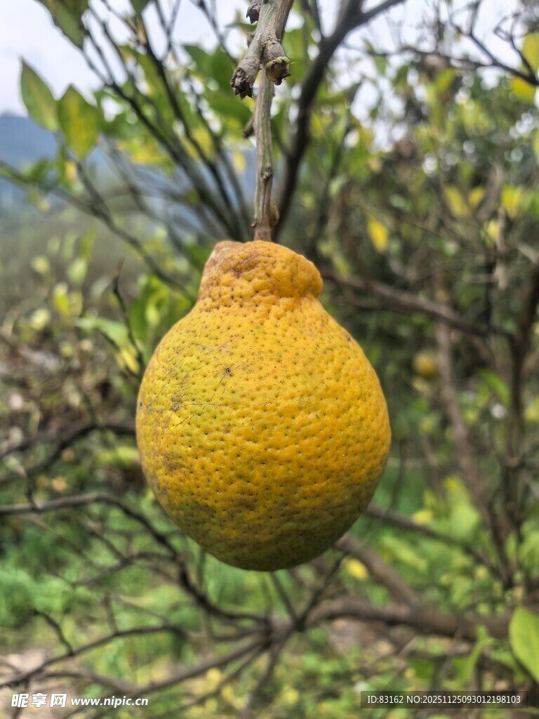 枝头黄澄澄的饱满柑橘
