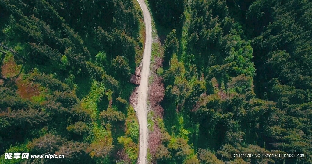 森林中的光影梦幻景象