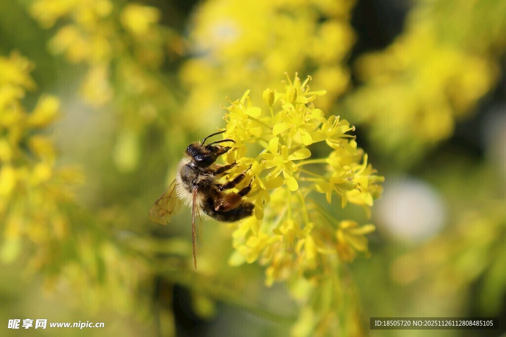 蜜蜂采蜜于黄色花丛中