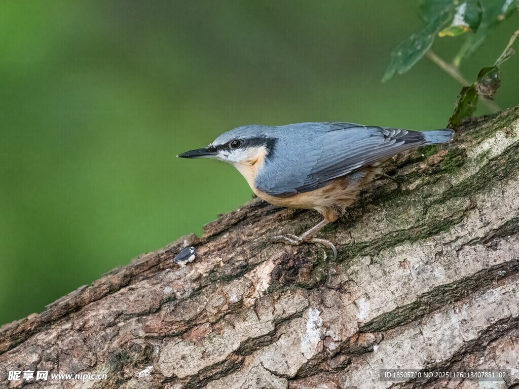树干上的蓝灰色小鸟