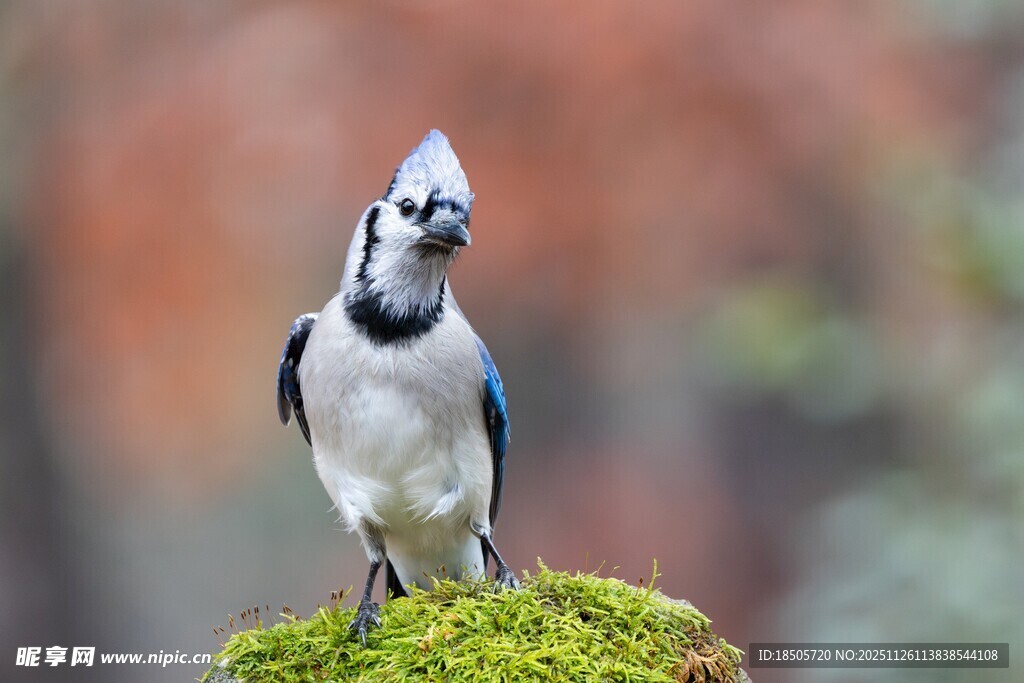 站在苔藓上的美丽小鸟