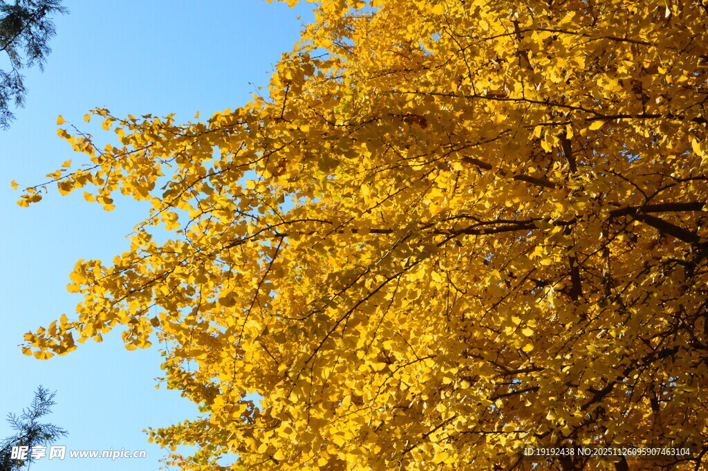 金秋银杏树  