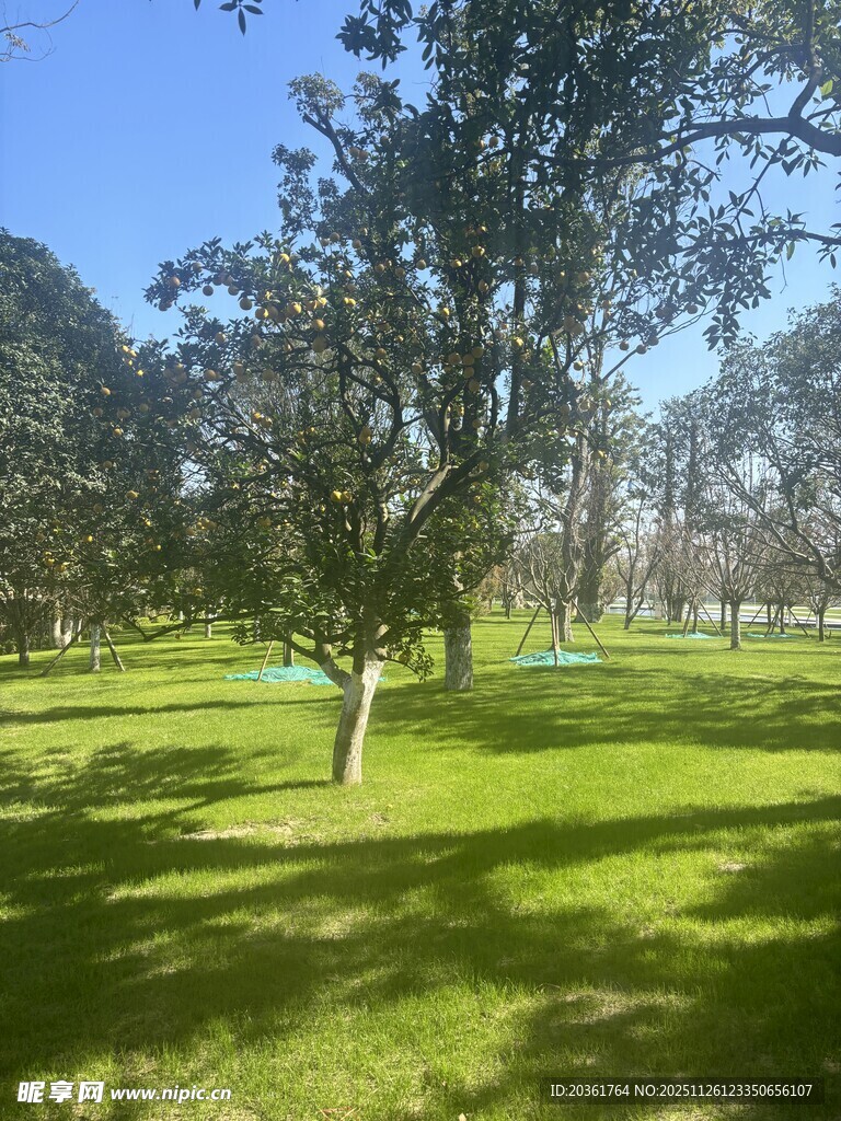 阳光照耀下的绿意公园