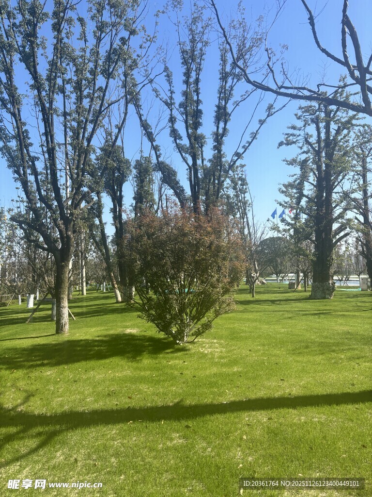 春日草地树木风景图