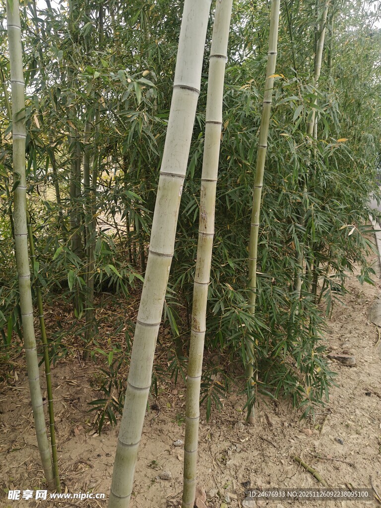 竹林中挺立的翠绿竹子