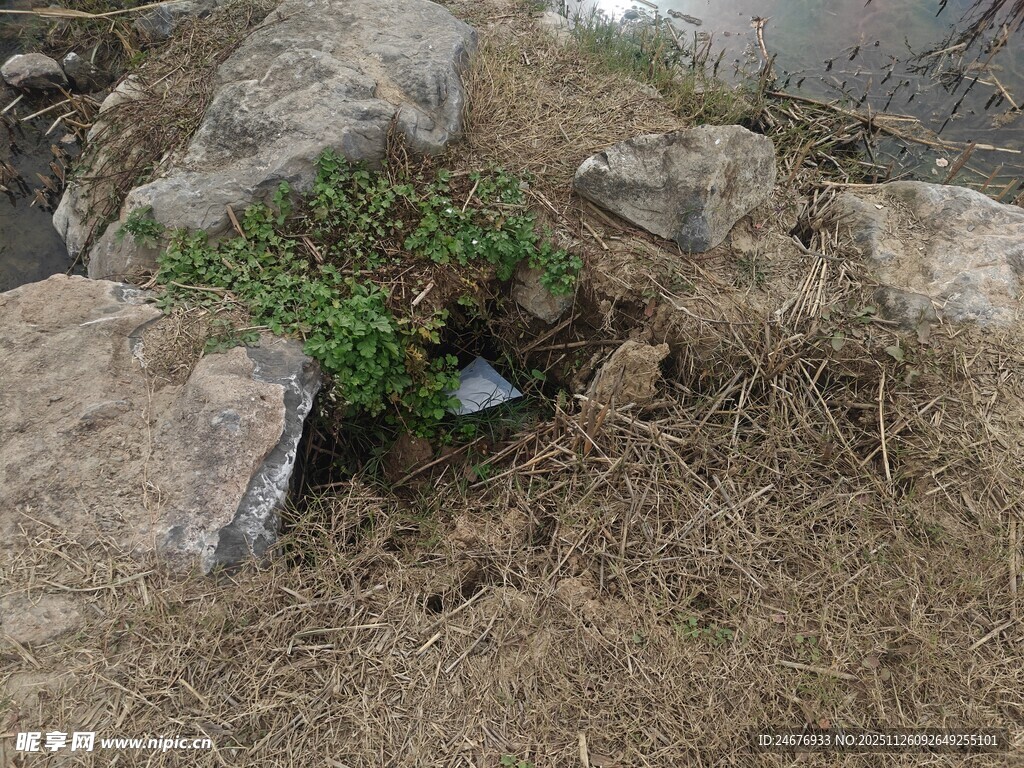 石缝中生长的顽强绿植