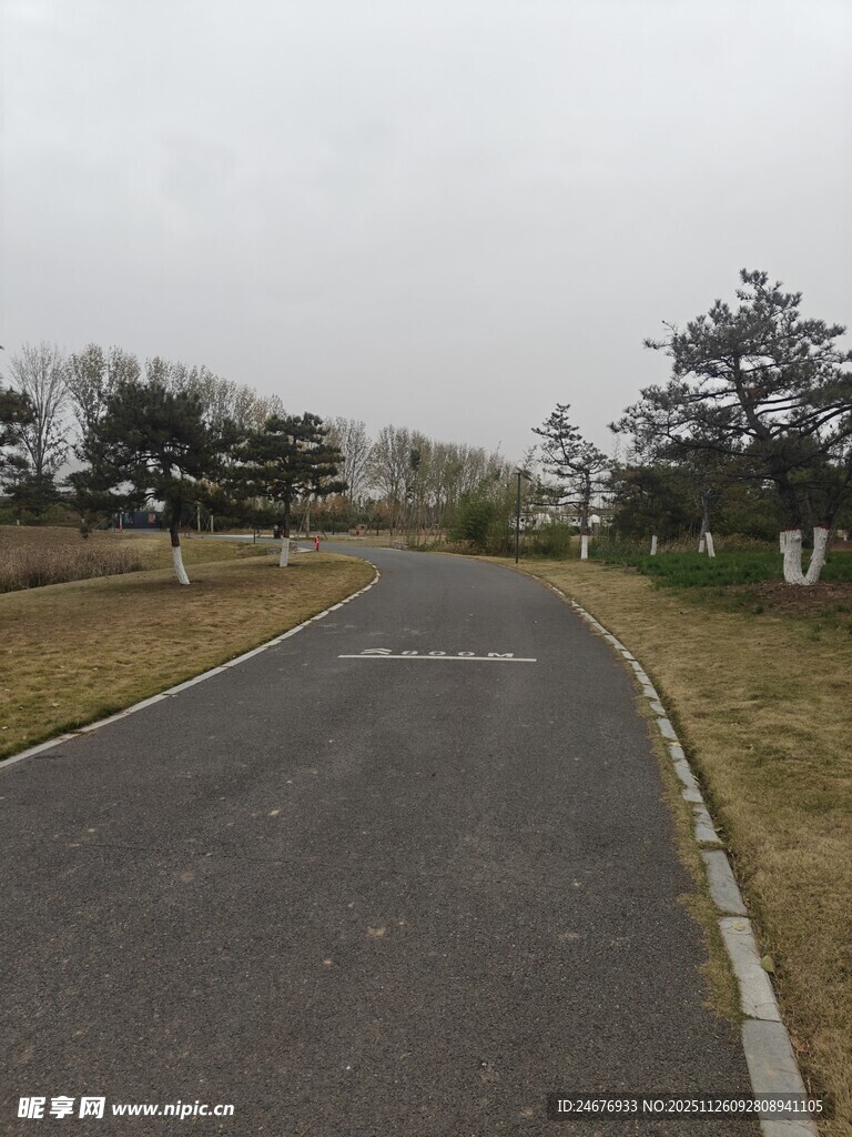 空旷道路 两旁绿植相伴