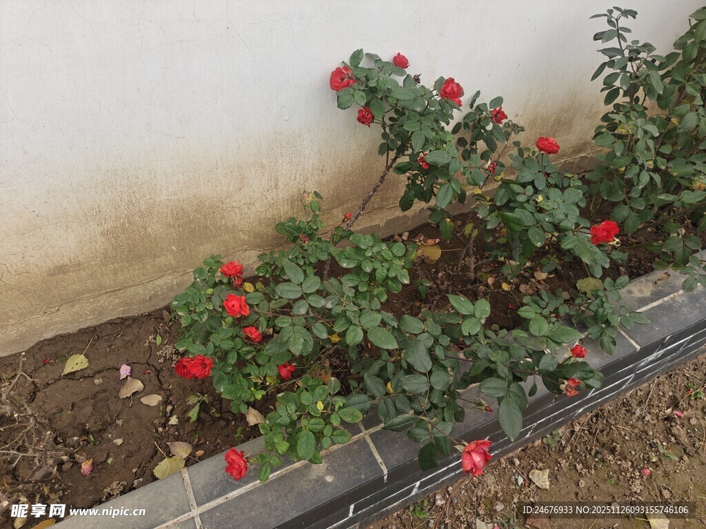 墙边绽放的红色小月季花