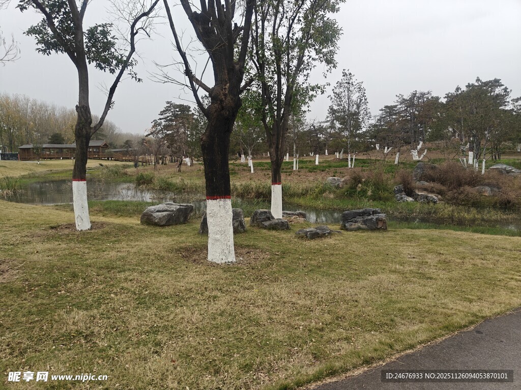 冬日公园草地树木景致