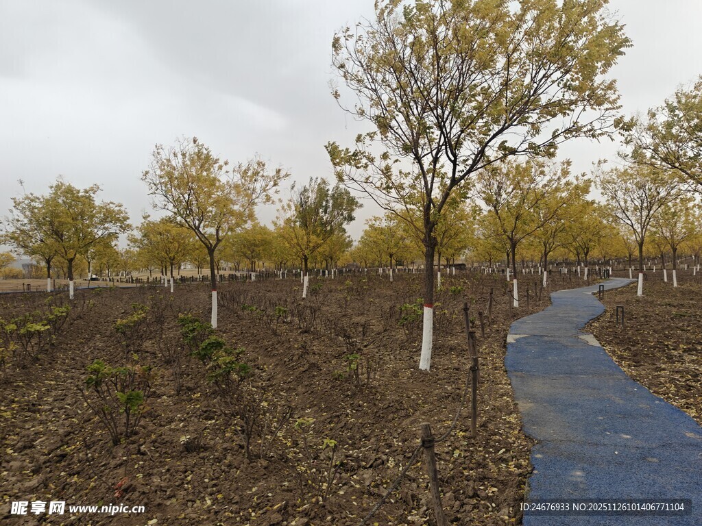 秋日乡间小路旁的树木