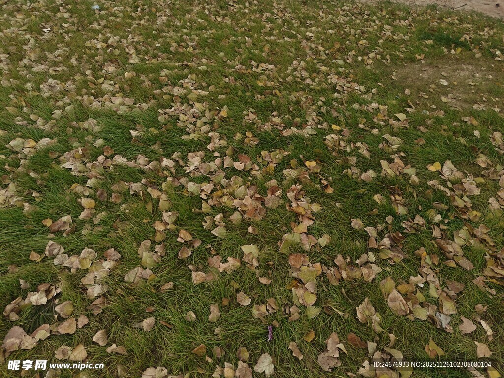 秋日草地落叶景致