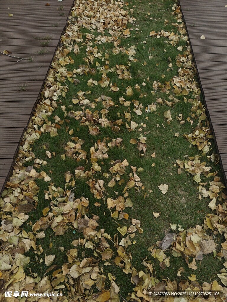 铺满落叶的户外小径