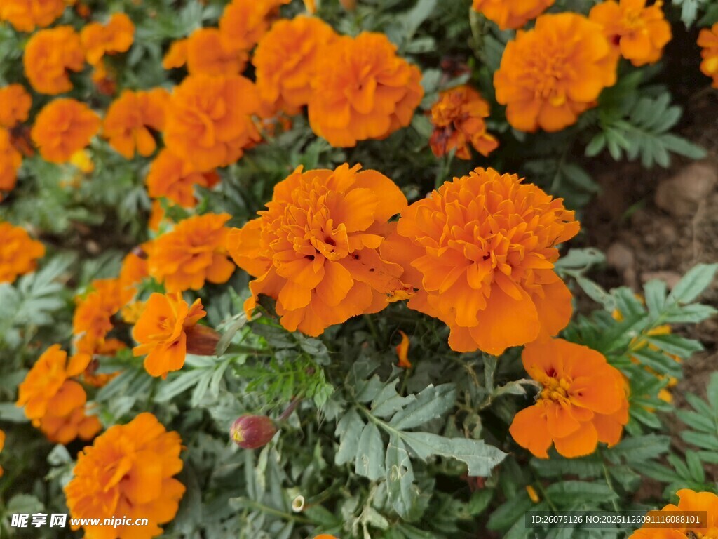 鲜艳橙色万寿菊绽放