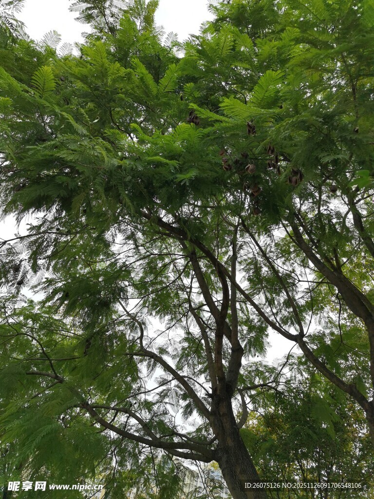 繁茂绿树展现盎然生机