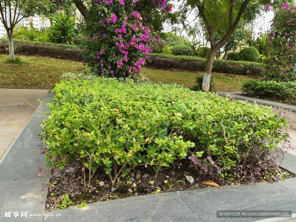 花园中的绿植景观