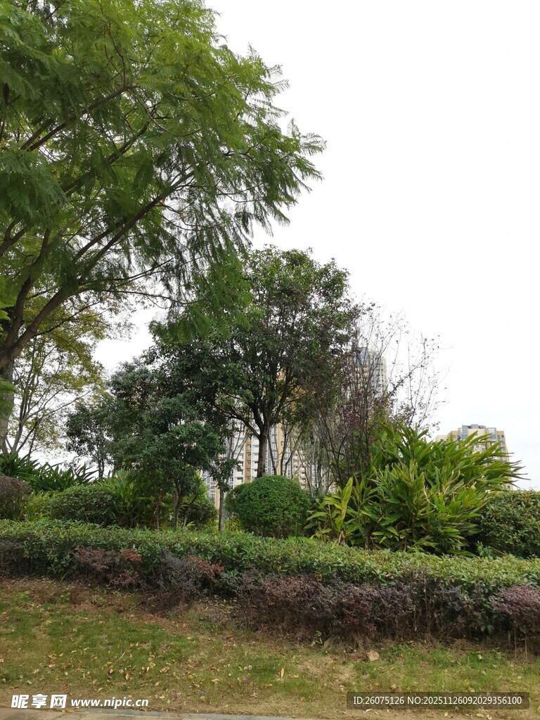 户外绿树草坪景观