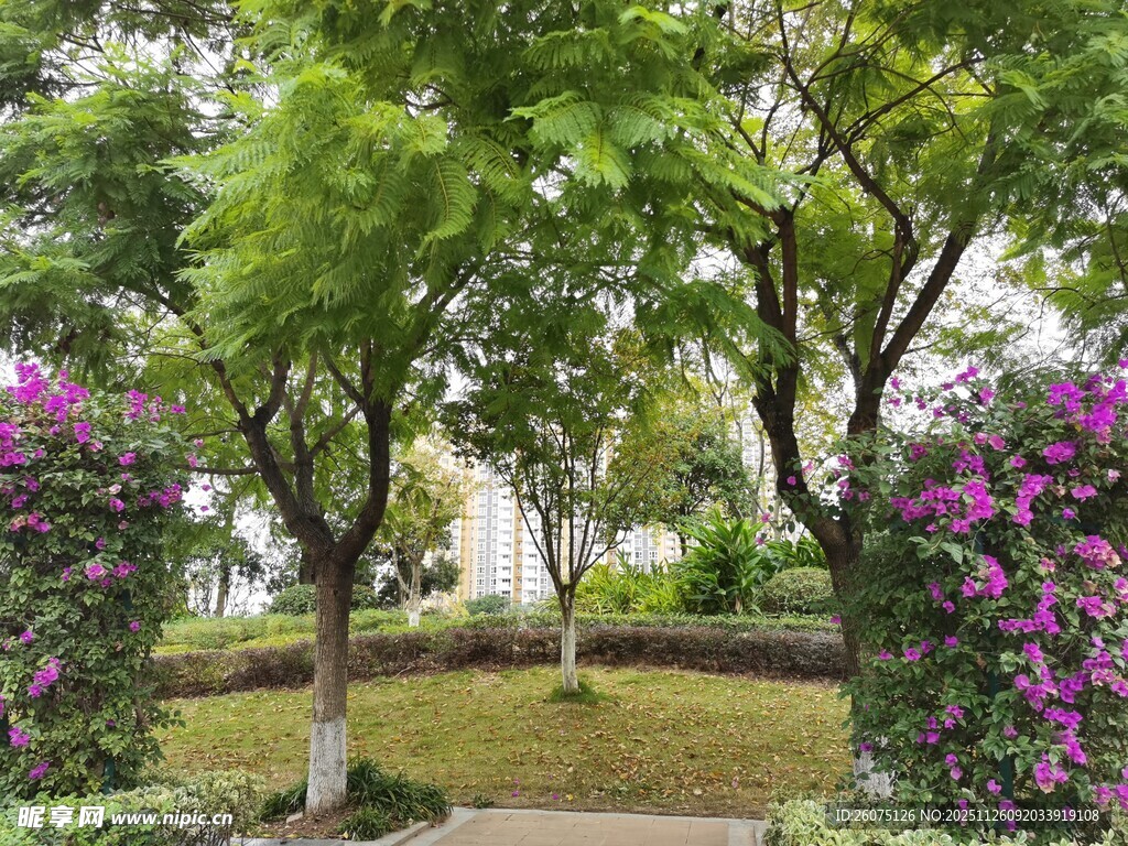 花园绿树繁花美景