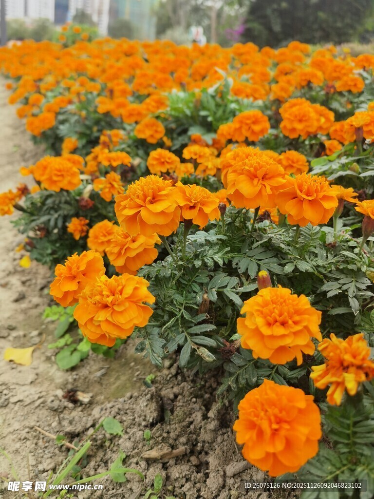 橙色万寿菊绽放的美丽景象