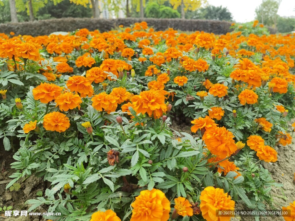 橙色万寿菊盛放的花田