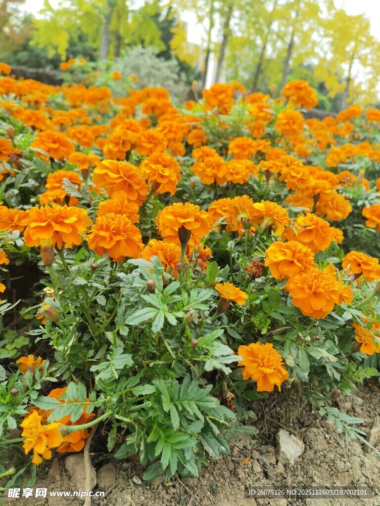 橙色万寿菊盛放的花田