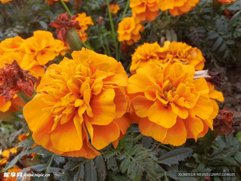 鲜艳橙色万寿菊绽放