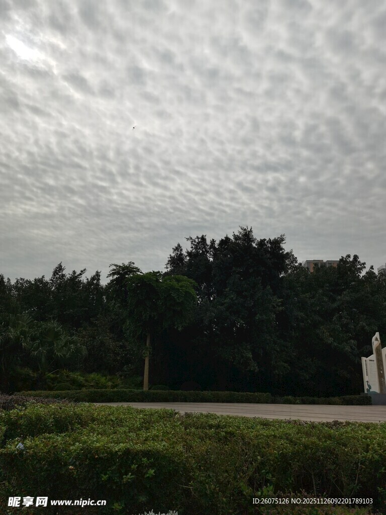 阴天树林下的开阔道路