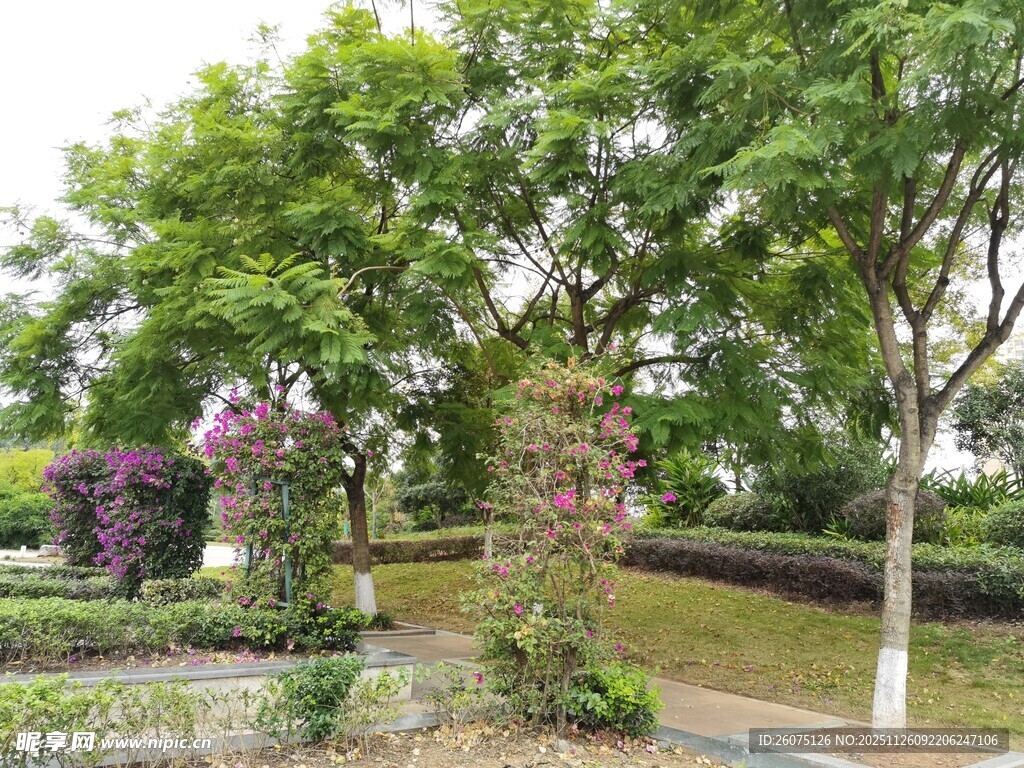 城市公园的繁茂绿植景观