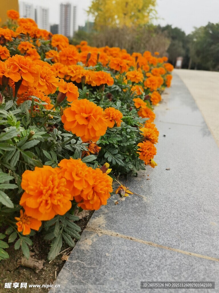 路边盛放的橙色万寿菊