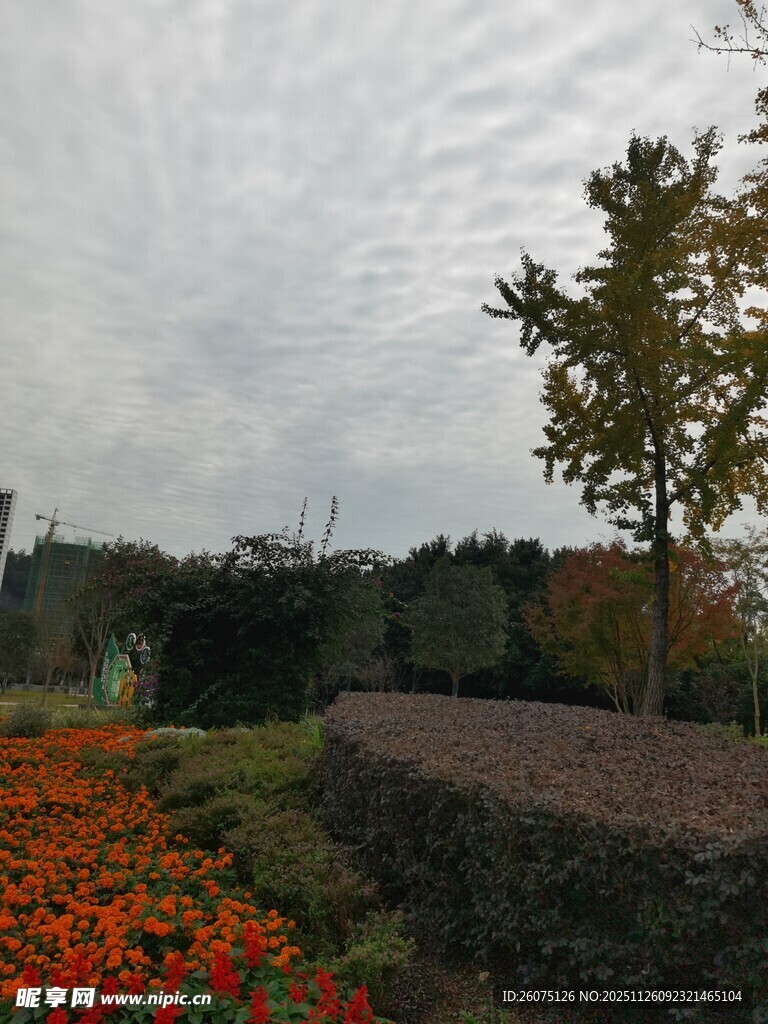 秋日花园中的多彩花卉景观