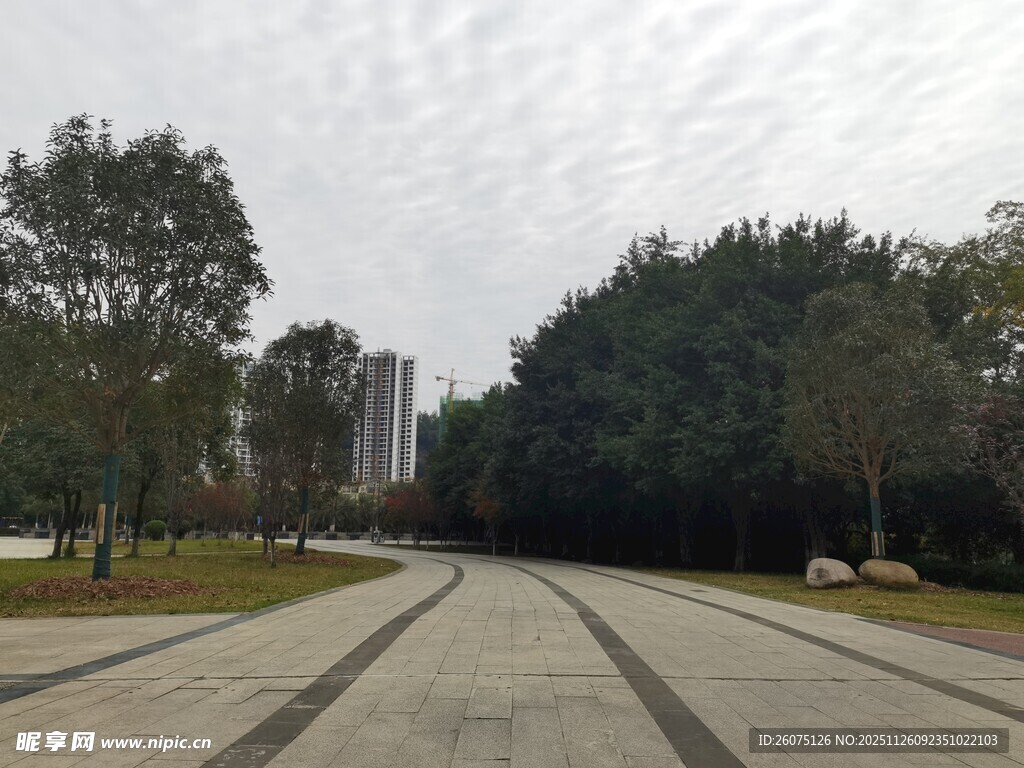 宽阔林荫道静谧公园景致