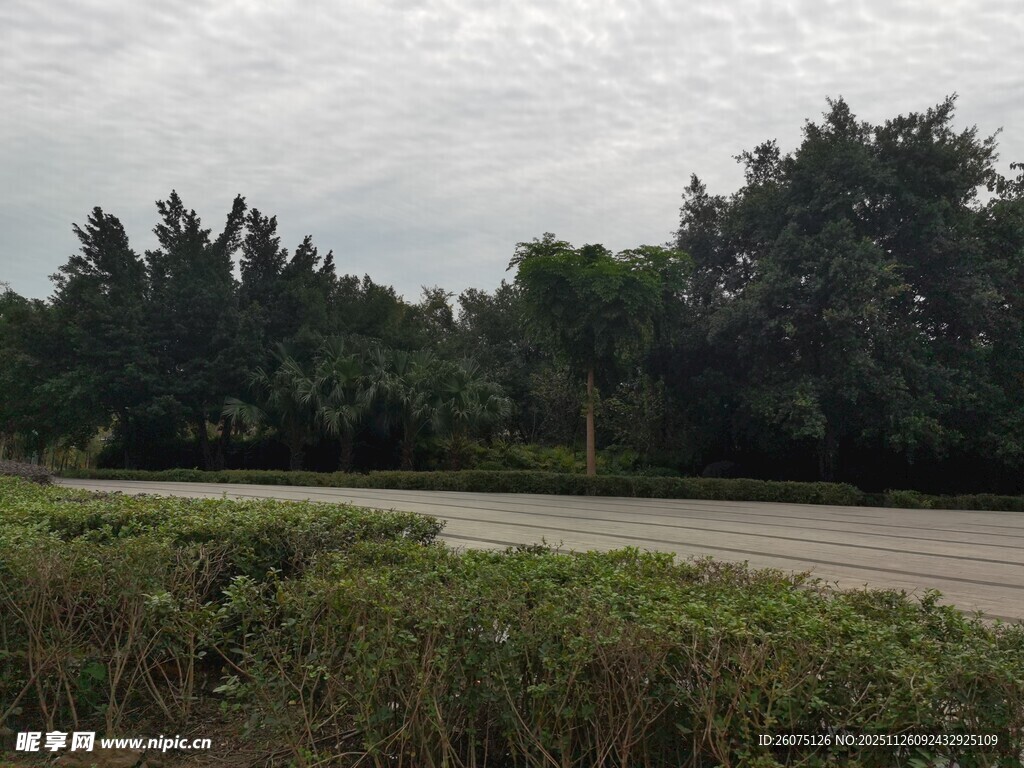 乡村公路旁的葱郁树林