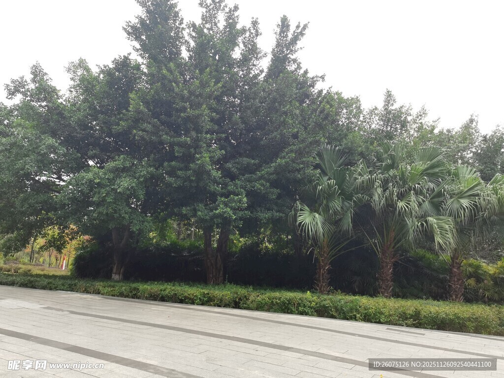 路边葱郁树木景观