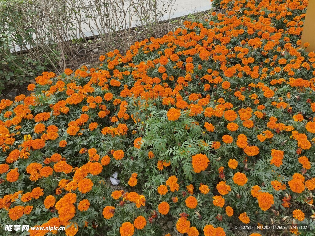 橙色万寿菊花海景观