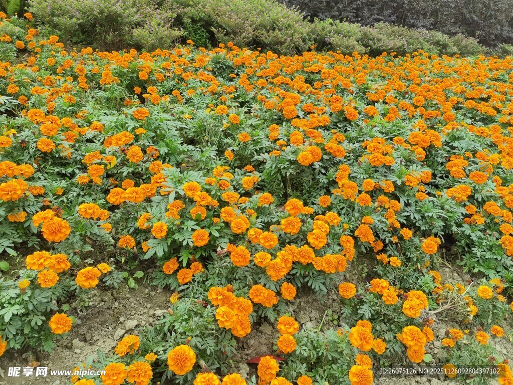 橙色花海自然美景绽放