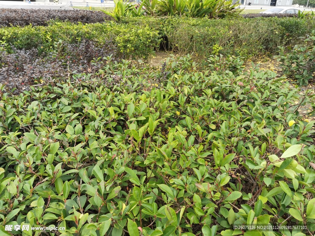 绿意盎然的户外植物景观